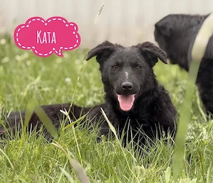 Kata, liebe, verschmuste und fröhliche Junghündin