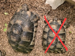 1 Breitrandschildkröte Breitrandschildkröten Landschildkröte 