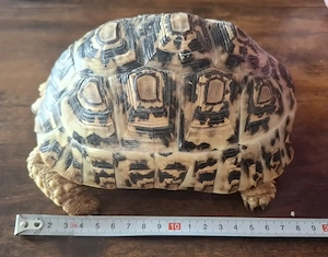 2 Pantherschildkröten (Stigmochelys pardalis) abzugeben   Paar, nur zusammen