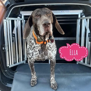 Ella, liebe Deutsch Kurzhaar Hündin, kinderlieb und verschmust