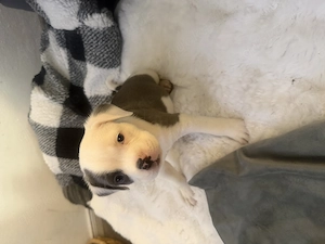 Vier Zucker süße Welpen suchen ein Zuhause für immer 