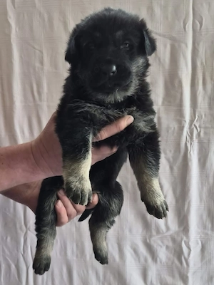Osteuropäischer Schäferhund Bild 5
