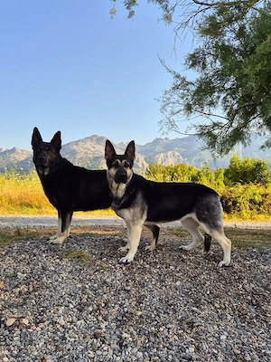 Osteuropäischer Schäferhund Bild 3