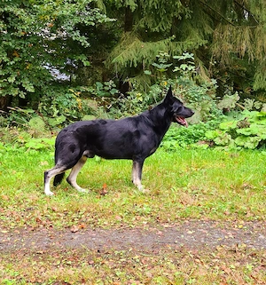 Osteuropäischer Schäferhund Bild 2