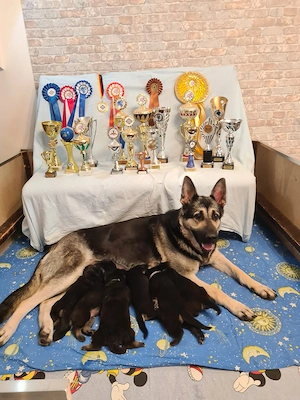 Osteuropäischer Schäferhund Bild 4