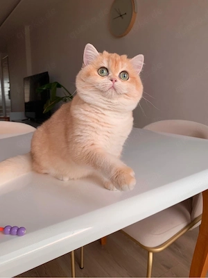 BKH NY12 Girl   Golden Chinchilla mit WCF Stammbaum