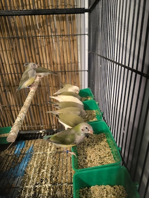 Gouldmadienen verkauf oder Tausch gegen Graupapagei 