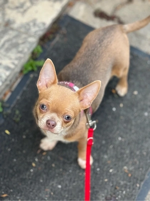 Süßer Chihuahua Welpe(weibl)sucht ein neues Zuhause 