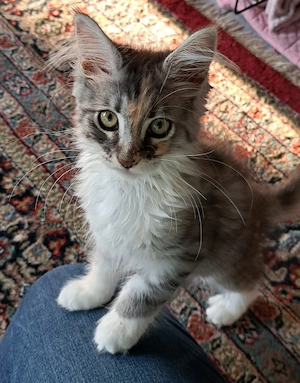 Maine Coon-Norwegische Waldkatze Mixe