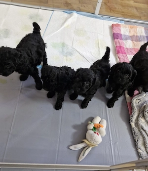 pudel welpen  Bild 3