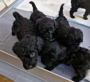 pudel welpen  Bild 2