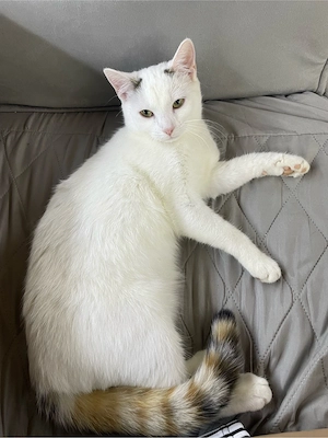 Junge Katze sucht liebevolles Zuhause