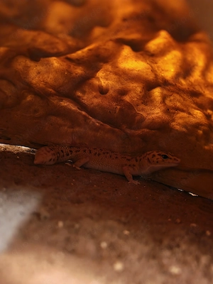 Leopardgeckos inkl. Terrarium + Zubehör 