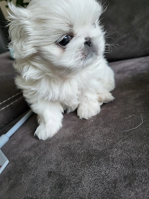 Reinrassige Minipekinese Welpen zu Verkaufen!!!