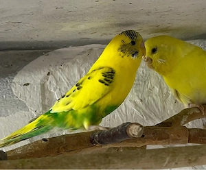 2 Wellensittiche  abzugeben   gutes Zuhause gesucht