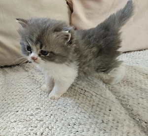 Reinrassiger Perser kater