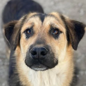 Elphaba, geb. ca. 07 2025, lebt in GRIECHENLAND, im städt. Tierheim Serres