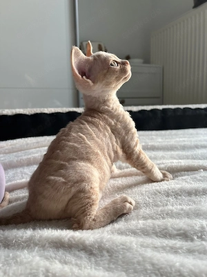 Reinrassige Devon Rex Kitten