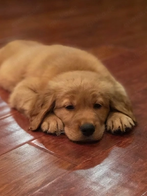 Süßer Golden-Retriever-Welpe.