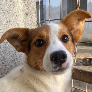 Freydis, geb. ca. 07 2025, lebt in GRIECHENLAND, im städt. Tierheim Serres