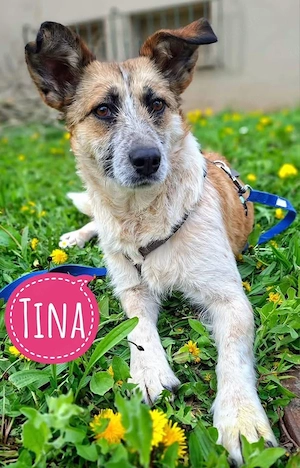 Tina, eine Perle von einer wunderschönen Junghündin