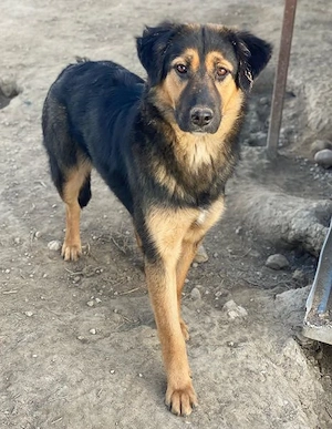 Glinda, geb. ca. 07 2025, lebt in GRIECHENLAND, im städt. Tierheim Serres Bild 3
