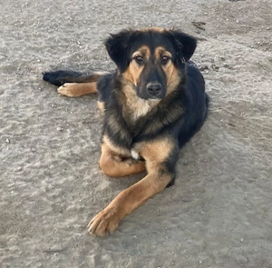 Glinda, geb. ca. 07 2025, lebt in GRIECHENLAND, im städt. Tierheim Serres Bild 5