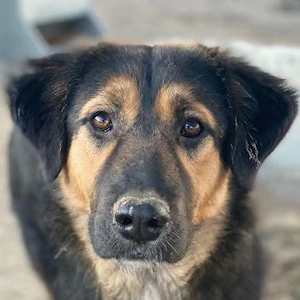 Glinda, geb. ca. 07 2025, lebt in GRIECHENLAND, im städt. Tierheim Serres