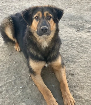 Glinda, geb. ca. 07 2025, lebt in GRIECHENLAND, im städt. Tierheim Serres Bild 8