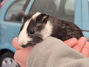 Meerschweinchen Glatthaar Weibchen 
