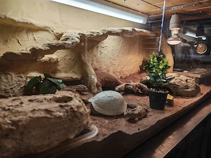 Leopard Geckos+Terrarium und Zubehör