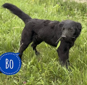 Bo, junger, kleinerer Mudi   Retriever Mischling