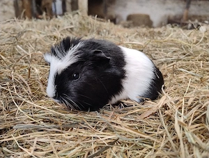 Meerschweinchen Weibchen Jungtiere 