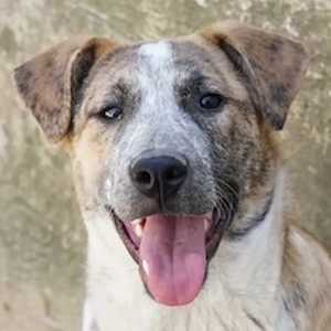 Kiara, geb. ca. 09 2025, lebt in GRIECHENLAND, auf einem Gelände, auf dem die Hunde notdürftig verso