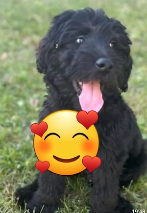 Goldendoodle  f1,absoluter Spitzenpreis