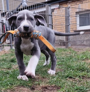 Wir haben ab sofort Deutsche Doggen Welpen abzugeben.