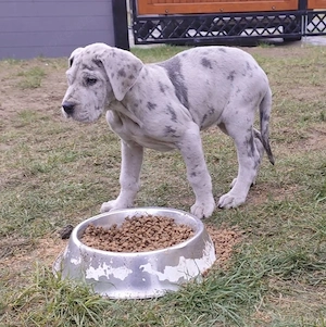 Wir haben ab sofort Deutsche Doggen Welpen abzugeben.