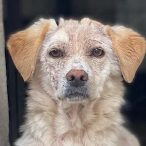 Lumina, geb. ca. 08 2025, lebt in GRIECHENLAND, im städt. Tierheim Serres