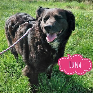 Luna, liebe und gut erzogene Mudi Mischlingshündin