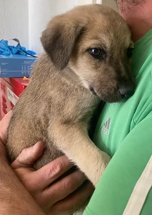 Nessarose, geb. ca. 08 2025, lebt in GRIECHENLAND, im städt. Tierheim Serres Bild 6