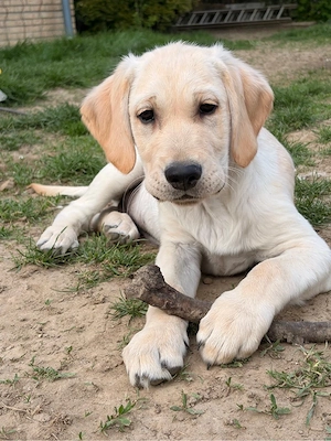 Zwei Labrador Golden Retriever Rüden suchen ein liebevolles Zuhause
