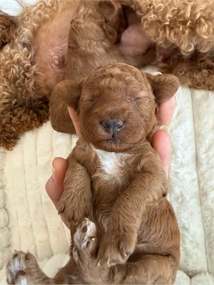 Maltipoo Welpen  Bild 5