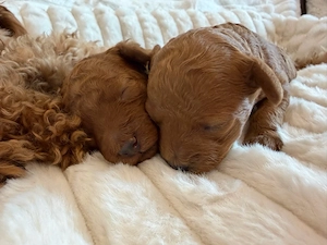 Maltipoo Welpen  Bild 2