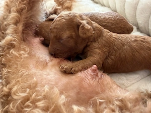 Maltipoo Welpen  Bild 3