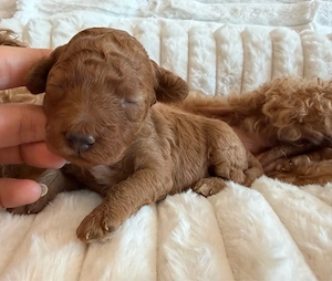 Maltipoo Welpen  Bild 4