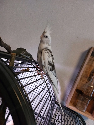 Nymfensittich  Pärchen 