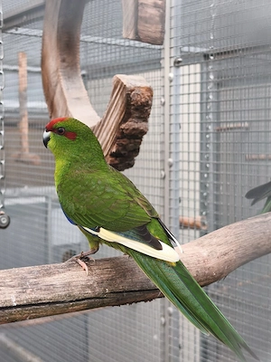 Ziegensittich Hahn 2026