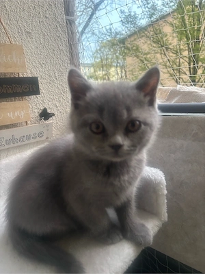 BKH Kitten sehr verschmust (mit Impfpass) 