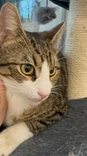 Maiko sucht ihr Wohlfühlzuhause Bild 5