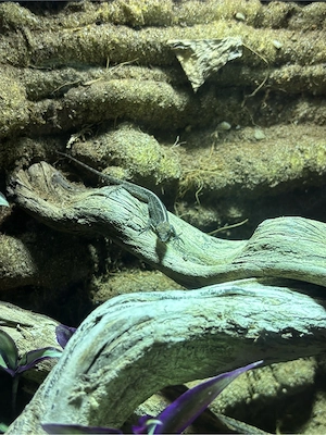 1.2 Anolis sagrei Bahamaanolis Bild 5